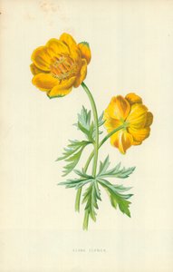 Klodeblomst