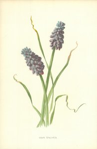 Drue Hyacinth av Frederick Edward Hulme
