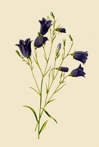 Harebell, 1877. av Frederick Edward Hulme