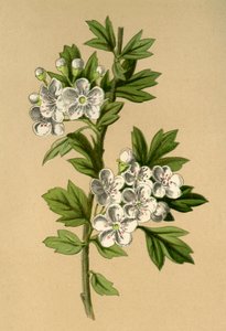 Hagtorn, 1877. av Frederick Edward Hulme