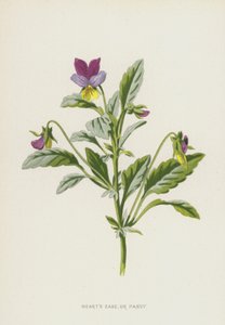 Hearts Ease, eller stemorsblomst (chromolitho) av Frederick Edward Hulme