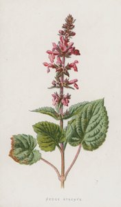 Hedge Stachys (chromolitho) av Frederick Edward Hulme