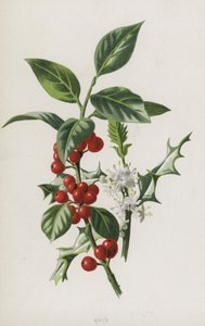 Holly (chromolitho) av Frederick Edward Hulme