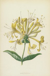 Honeysuckle (chromolitho) av Frederick Edward Hulme