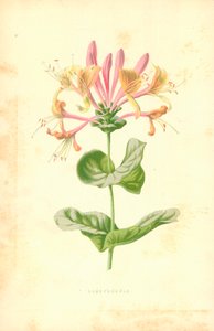 Kaprifolium av Frederick Edward Hulme