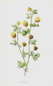 Hop-Trefoil (chromolitho) av Frederick Edward Hulme