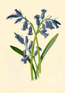 Hyacinth, 1877.