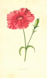 Indisk rosa av Frederick Edward Hulme