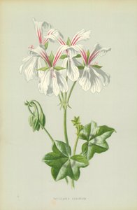 Eføy-Leaved Geranium av Frederick Edward Hulme