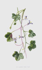 Eføy-bladpadde-lin (chromolitho) av Frederick Edward Hulme