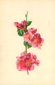 Japan Quince av Frederick Edward Hulme