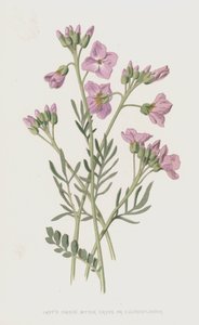 Ladys smock, bitter karse eller gjøkblomst (chromolitho)