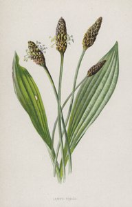 Lam-tunge (chromolitho) av Frederick Edward Hulme