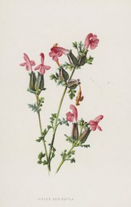 Mindre rød rangle (chromolitho) av Frederick Edward Hulme