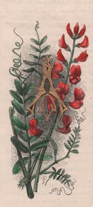 Bokstav A, drop cap letter, akvarellgravering, cm 10x5, av Frederick Edward Hulme (1841-1909) fra The familiar Garden Flower, ca. 1880 av Frederick Edward Hulme