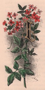 Bokstav I, drop cap letter, akvarellgravering, cm 10x5, av Frederick Edward Hulme (1841-1909) fra The familiar Garden Flower, ca. 1880 av Frederick Edward Hulme
