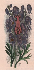 Bokstav I, drop cap letter, akvarellgravering, cm 10x5, av Frederick Edward Hulme (1841-1909) fra The familiar Garden Flower, ca. 1880 av Frederick Edward Hulme