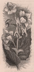 Bokstav N, drop cap letter, gravering, cm 10x5, av Frederick Edward Hulme (1841-1909) fra The familiar Garden Flower, ca 1880 av Frederick Edward Hulme