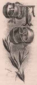Bokstav T, drop cap letter, gravering, cm 10x5, av Frederick Edward Hulme (1841-1909) fra The familiar Garden Flower, ca 1880 av Frederick Edward Hulme