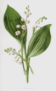 Lily of the Valley (chromolitho) av Frederick Edward Hulme
