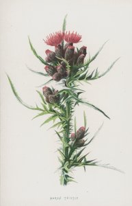 Myrtistel (chromolitho) av Frederick Edward Hulme