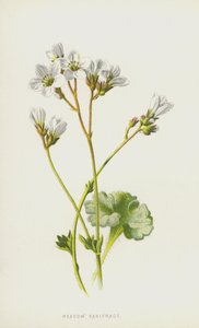 Meadow Saxifrage (chromolitho) av Frederick Edward Hulme