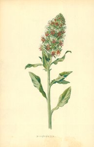 Mignonette av Frederick Edward Hulme