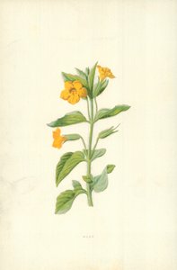 Musk av Frederick Edward Hulme