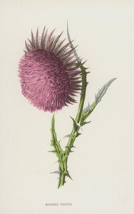 Nikkende tistel (chromolitho) av Frederick Edward Hulme