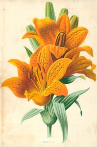 Oransje lilje av Frederick Edward Hulme
