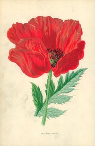 Orientalsk valmue av Frederick Edward Hulme
