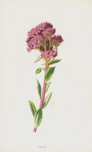 Orpine (chromolitho) av Frederick Edward Hulme