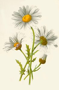 Ox-Eye Daisy, 1877. av Frederick Edward Hulme