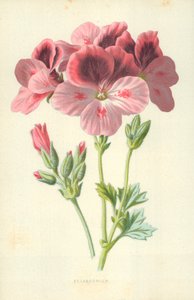Pelargonium av Frederick Edward Hulme