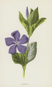 Periwinkle (chromolitho) av Frederick Edward Hulme