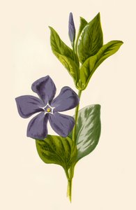 Periwinkle, 1877. av Frederick Edward Hulme
