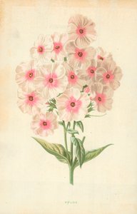 Phlox av Frederick Edward Hulme