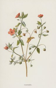 Pimpernel (chromolitho) av Frederick Edward Hulme