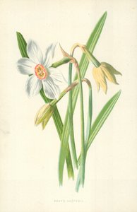 Poetens påskelilje av Frederick Edward Hulme