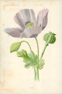 Valmue av Frederick Edward Hulme