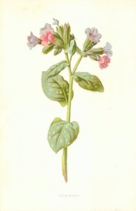Pulmonaria av Frederick Edward Hulme