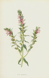 Rød Bartsia (chromolitho) av Frederick Edward Hulme
