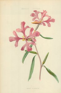 Rosenrød Clarkia av Frederick Edward Hulme