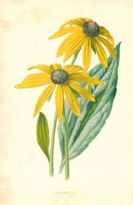 Rudbeckia av Frederick Edward Hulme