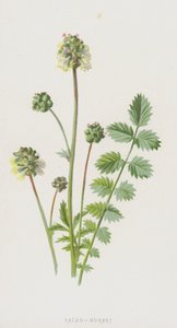 Salat-Burnet (chromolitho) av Frederick Edward Hulme
