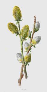 Sallow (chromolitho) av Frederick Edward Hulme