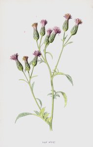 Sagurt (chromolitho) av Frederick Edward Hulme