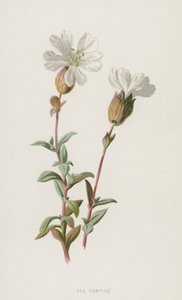 Sea Campion (chromolitho) av Frederick Edward Hulme