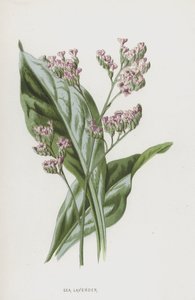 Sjølavendel (chromolitho) av Frederick Edward Hulme