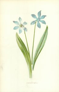 Sibirsk Squill av Frederick Edward Hulme